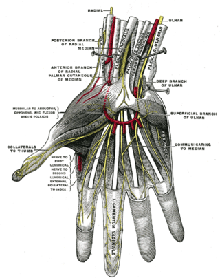 <span class="mw-page-title-main">Recurrent branch of the median nerve</span>