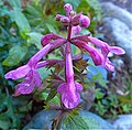 Stachys chamissonis