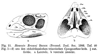 <i>Howesia</i> Extinct genus of reptiles