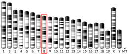 Chromosome 8 (mouse)