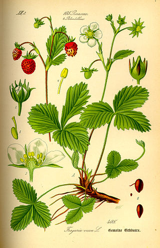 <i>Fragaria vesca</i> Species of strawberry