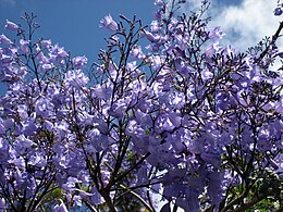 Mėlynasis palisandramedis (Jacaranda mimosifolia)