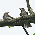 Adult with fledged juvenile; Niedersachsen, Germany