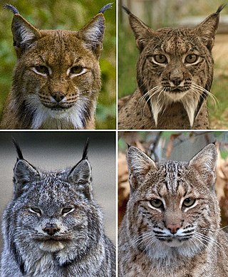 <span class="mw-page-title-main">Lynx</span> Genus of medium-sized wild cats