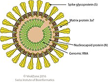 Mesoniviridae virion.jpg