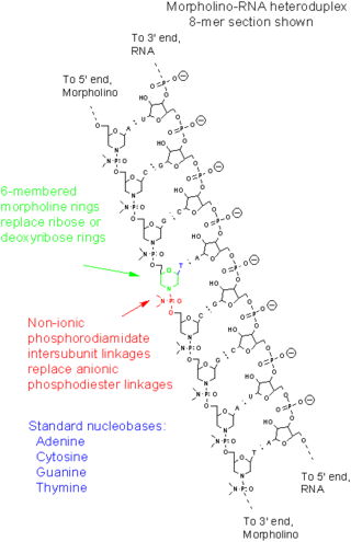 <span class="mw-page-title-main">Morpholino</span> Chemical compound