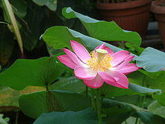 Variété de lotus rose.