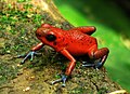 Oophaga pumilio Español: Rana roja English: Strawberry poison frog