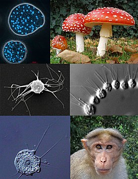 1-й ряд: Abeoforma whisleri (Mesomycetozoea), мухомор красный (грибы); 2-й ряд: Ministeria vibrans (Filasterea), Desmarella moniliformis (хоанофлагеллаты); 3-й ряд: Nuclearia thermophila (Nucleariida), индийский макак (животные)