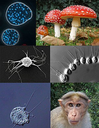 <span class="mw-page-title-main">Opisthokont</span> Group of eukaryotes which includes animals and fungi, among other groups