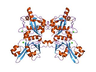 <span class="mw-page-title-main">Calpain</span> Protease enzyme present in mammals and other organisms