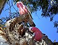 Coppia di cacatua rosa su un nido