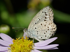 Pale Grass Blue