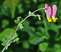 Pale corydalis (Capnoides sempervirens or Corydalis sempervirens)