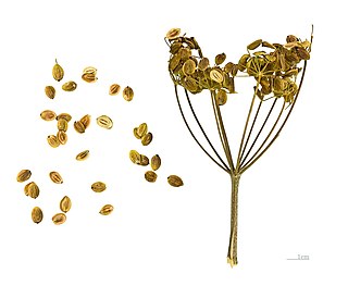 <span class="mw-page-title-main">Parsnip</span> Root vegetable in the flowering plant family Apiaceae