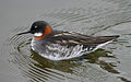 Red-necked phalarope Phalaropus lobatus odinshane Svømmesneppe