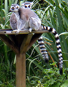 Gyűrűsfarkú makik (Lemur catta)