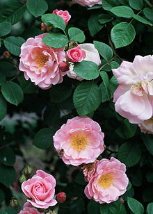 'Fritz Nobis' Rosa 'Fritz Nobis'.jpg