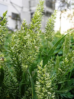 <i>Rostraria</i> Genus of grasses