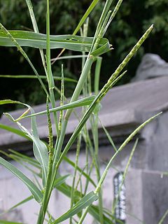 <i>Rottboellia</i> Genus of grasses