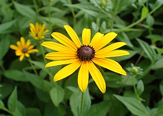 <i>Rudbeckia hirta</i> Species of flowering plant