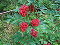 Sambucus racemosa, fruit