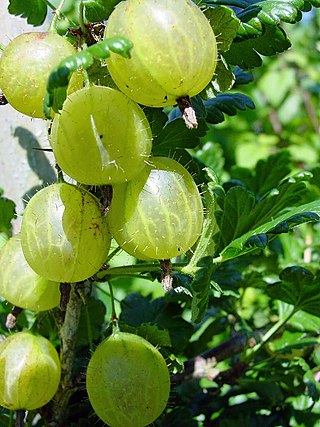 <span class="mw-page-title-main">Gooseberry</span> Species of Ribes cultivated for its edible fruit