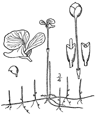 <i>Utricularia resupinata</i> Species of carnivorous plant