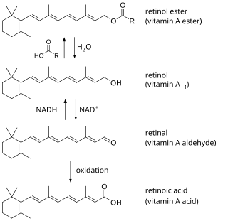 <span class="mw-page-title-main">Hypervitaminosis A</span> Toxic effects of ingesting too much vitamin A