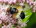 Kamaniškoji žiedmusė (Volucella pellucens)