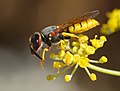 Philanthus triangulum, insècte predator especializat dins la caça ais abelhas.