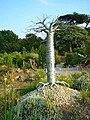 Wire baobab tree at World Garden of Plants