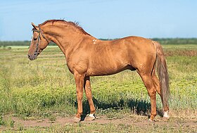 L'étalon Boudienny Bruch