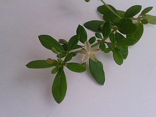 <i>Mollugo cerviana</i> Species of flowering plant