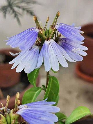 <i>Sclerochiton</i> Genus of flowering plants