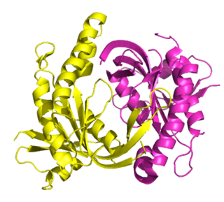 <span class="mw-page-title-main">Guanylate cyclase</span> Lyase enzyme that synthesizes cGMP from GTP