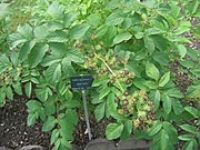 Aralia racemosa (die Wurzeln werden verwendet; nicht im Bild)