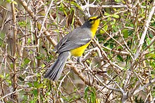 Barbuda Warbler.jpg