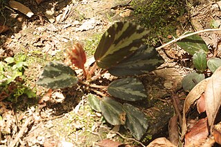 <i>Begonia truncatifolia</i> Species of flowering plant