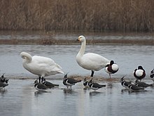 Bewick's swan (Cygnus bewickii) with northern lapwing and common shelduck, at Hickling Broad, Stalham, Norfolk UK Bewick Swan.jpg