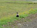 Breeding plumage; Kirkjubæjarklaustur, Iceland