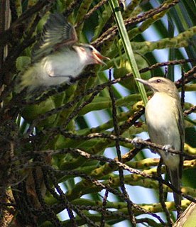 <span class="mw-page-title-main">Black-whiskered vireo</span> Species of bird