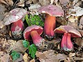 Weinroter Purpur-Röhrling Rubroboletus rubrosanguineus