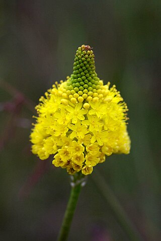 <i>Bulbinella</i> Genus of flowering plants in the family Asphodelaceae