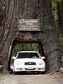 Car ('02 Hyundai Sonata) driving through the Chandelier Tree, a Coastal Redwood, Leggett.