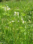 Rzodkiewnik Hallera Arabidopsis halleri