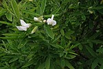 Miniatura para Cytisus proliferus