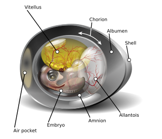 <span class="mw-page-title-main">Amnion</span> Innermost membranous sac that surrounds and protects a developing embryo