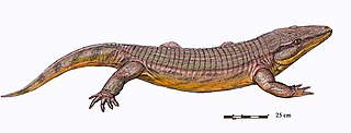 <i>Chroniosuchus</i> Extinct genus of tetrapods