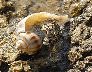 <span class="mw-page-title-main">Thinstripe hermit crab</span> Species of crustacean